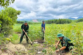 Xanh lại những vùng “đất chết”