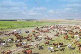Gia Lai hướng tới “thủ phủ chăn nuôi”