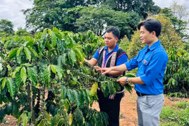 Tiếp sức thanh niên dân tộc thiểu số lập nghiệp
