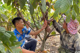 Kỳ vọng cây ca cao trên vùng đất khó Pờ Tó.