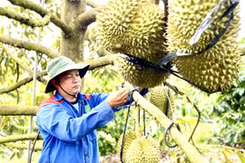 Gia Lai hiện có 8.500 ha sầu riêng, với sản lượng khoảng 57.725 tấn.
