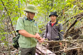 Cán bộ Trạm Quản lý bảo vệ rừng và người dân tháo gỡ bẫy kẹp trong rừng Canh Tiến - Hồ Núi Một. Ảnh: D.Đ