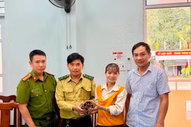 Người dân xã Ân Hảo (tỉnh Gia Lai) tự nguyện giao nộp rùa núi vàng.