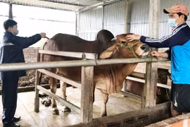 Thiếu hụt thú y cơ sở, người chăn nuôi thêm nỗi lo