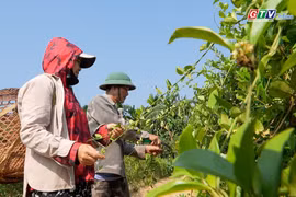Cây thìa canh