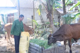 Các mô hình sản xuất hiệu quả được triển khai tại xã An Lão đã tạo ra động lực giúp đồng bào dân tộc thiểu số vươn lên thoát nghèo bền vững.