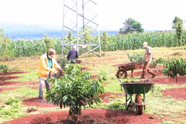 Dự án Nông nghiệp ứng dụng công nghệ cao Hưng Phát tại xã Kbang với tổng vốn 16,5 tỷ đồng.