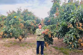 Khẩn trương chuyển đổi cơ cấu giống cây trồng