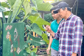 Họa sĩ Trần Lãng hướng dẫn họa sĩ Nguyễn Xuân Quang thực hành kỹ thuật sơn mài với tác phẩm lấy cảm hứng từ tuồng Bình Định. 