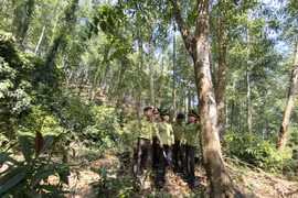 Triển khai đồng bộ giải pháp nâng chất lượng và tiến độ trồng rừng