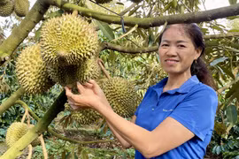 Giữ “hộ chiếu” xuất khẩu cho sầu riêng