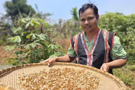 Mùa săn kiến vàng