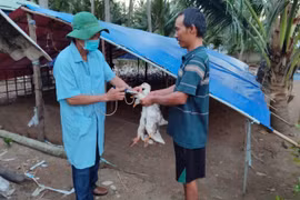 Kiện toàn mạng lưới thú y cấp xã, bảo vệ đàn vật nuôi