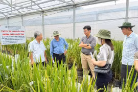 Ưu tiên nghiên cứu các giống cây trồng chủ lực