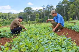 Ðánh thức “mỏ vàng xanh” dược liệu ở phía Tây tỉnh