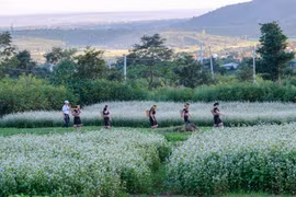 Chung sức cho mùa hội ở Biển Hồ