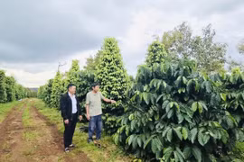 Phát huy nguồn vốn từ quỹ tín dụng nhân dân