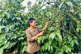 Chuyển đổi cây trồng hiệu quả, mở hướng giảm nghèo