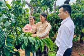 Tín dụng chính sách mở lối thoát nghèo bền vững