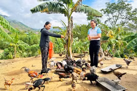 Hỗ trợ phụ nữ dân tộc thiểu số phát triển kinh tế