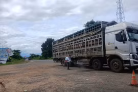 Gia Lai chủ động ngăn chặn nguy cơ vi rút lở mồm long móng chủng SAT1.