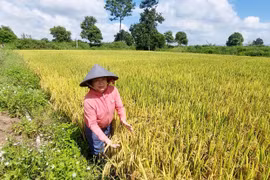 Kỳ vọng giống lúa mới chất lượng cao