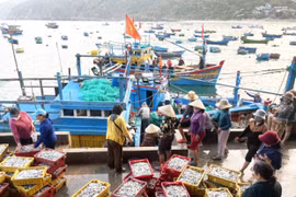 Mùa cá cơm