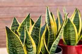 7 loại cây cảnh dễ trồng cho căn hộ thiếu ánh sáng
