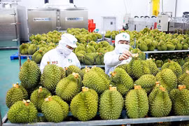 Kim ngạch xuất khẩu sầu riêng giảm 370 triệu USD trong 4 tháng đầu năm