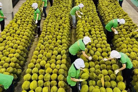 Sầu riêng Việt Nam sắp 'lên đời'