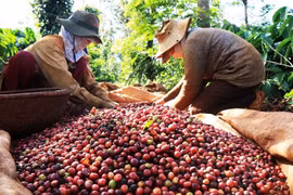Giá cà phê xuất khẩu tăng 67,6%