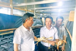 “Quả ngọt” từ những mô hình ươm tạo khởi nghiệp nông dân