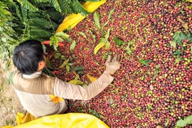 Hôm nay (6-2), giá cà phê tại Gia Lai tăng lên mức 129.000 đồng/kg