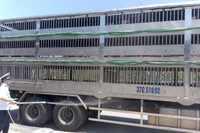 Gia Lai thành lập 4 chốt kiểm soát dịch bệnh động vật liên ngành 