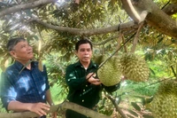 Ông Hoàng Văn Nghiêm-Chủ tịch Hội CCB xã Ia Bă (bìa trái) tham quan mô hình trồng sầu riêng của CCB Lê Văn Hà. Ảnh: Lê Nam