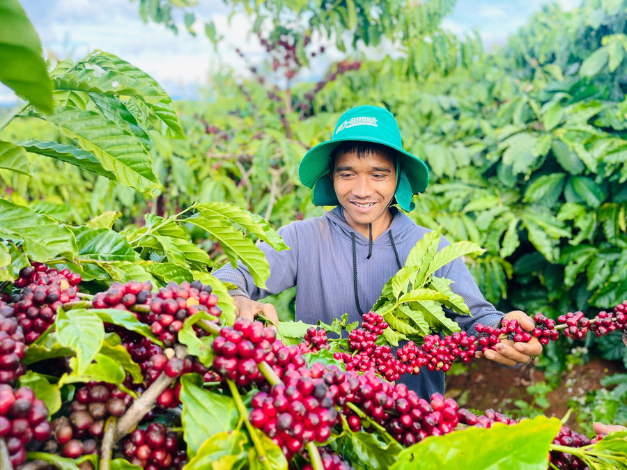 Thay vì lạm dụng thuốc bảo vệ thực vật, anh A Ngum áp dụng các giải pháp canh tác nông nghiệp hữu cơ vi sinh để cà phê phát triển vượt trội. Ảnh: T.D trong-ca-phe-huu-co.jpg