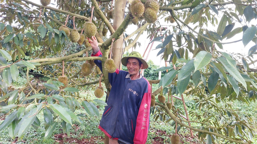 Ông Nguyễn Văn Thứa (thôn 18, xã Đak Sơmei) bên vườn sầu riêng trồng xen canh với cà phê. Ảnh: Nguyễn Diệp nong-dan-gia-lai.jpg