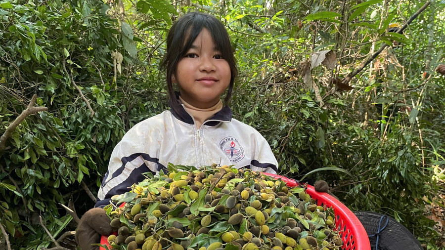 Trẻ em cũng theo chân cha mẹ vào rừng hái quả xoay để kiếm chút tiền mua sách vở cho năm học mới. Ảnh: Minh Nguyễn anh-7-tre-em-cung-theo-chan-cha-me-vao-rung-hai-qua-xoay-de-kiem-chut-tien-mua-sach-vo-cho-nam-hoc-moi.jpg