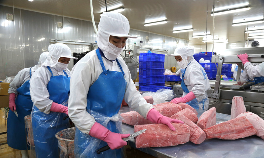 Công nhân Công ty TNHH Thủy sản An Hải (tại Khu kinh tế Nhơn Hội) chế biến mặt hàng cá ngừ đại dương xuất khẩu. Ảnh: Tiến Sỹ 1-2025-07-06t160935799.jpg