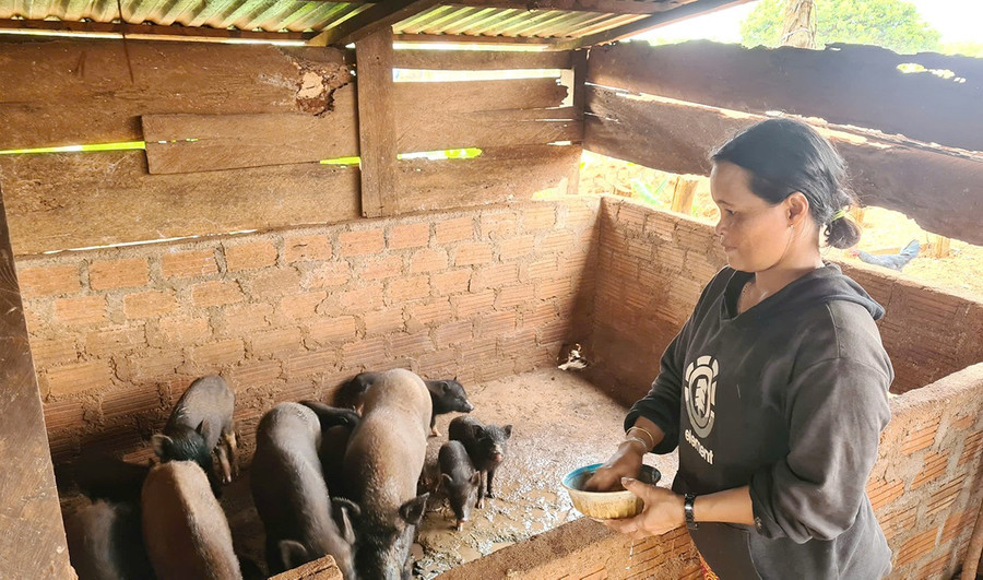 ho-ngheo-dan-toc-thieu-so-xa-kon-chieng-duoc-chinh-quyen-ho-tro-heo-giong-de-phat-trien-chan-nuoi.jpg