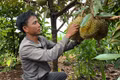 Sầu riêng Việt thu gần 2 tỷ USD từ Trung Quốc, vì sao cuộc đua sắp khó hơn?