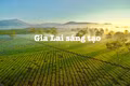 GTV online ra mắt chương trình mới Gia Lai sáng tạo