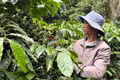 Quét mã nông sản có thể biết gì về vùng trồng và lô hàng?