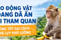 Cho động vật hoang dã ăn khi tham quan: Lòng tốt sai cách, hệ lụy khó lường