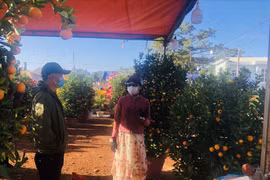 TP. Pleiku: Chợ hoa Xuân Ất Tỵ 2025 được trưng bày, bán ở 3 địa điểm