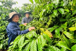 Vườn cây của gia đình chị Nguyễn Thị Huệ -Công nhân Đội 2, Công ty Cà phê Ia Sao 2 trồng năm 1986 vẫn đạt sản lượng 24 tấn quả tươi/ha. Ảnh: Đinh Yến
