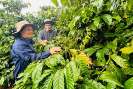 Vườn cây của gia đình chị Nguyễn Thị Huệ -Công nhân Đội 2, Công ty Cà phê Ia Sao 2 trồng năm 1986 vẫn đạt sản lượng 24 tấn quả tươi/ha. Ảnh: Đinh Yến