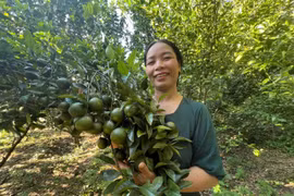 Cây quýt đường - mở hướng thoát nghèo cho nông dân Chư Păh