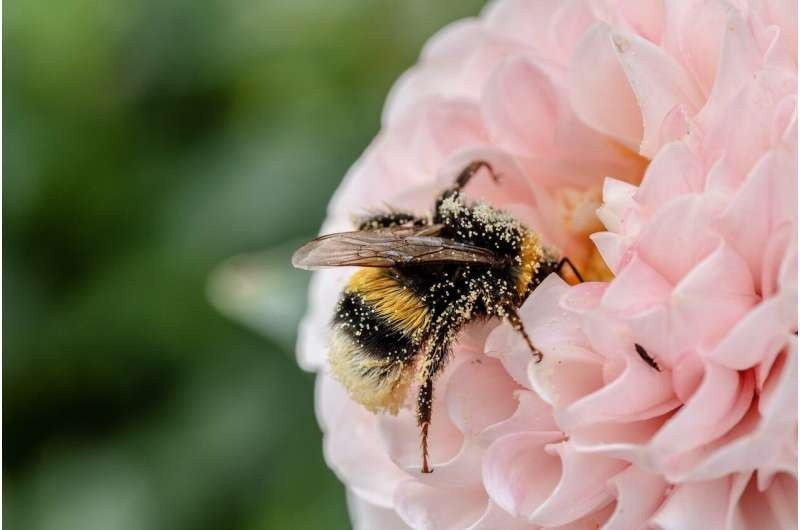 Ong mật đang đối mặt với nhiều mối đe doạ sống còn (Nguồn: Phys.org) bee.jpg