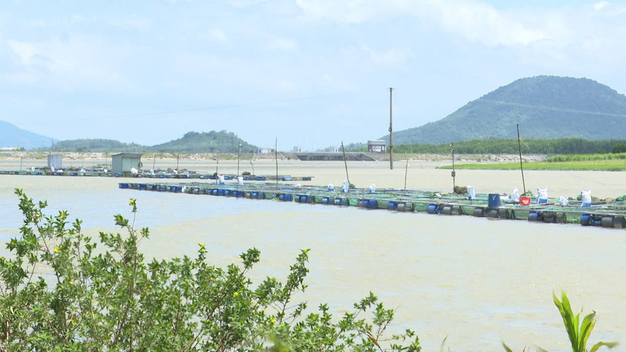 Lòng hồ thủy điện An Khê-Ka Nak được đánh giá là vùng sinh thái lý tưởng để phát triển mô hình nuôi cá lồng bè. Ảnh: Trần Thúy z6841383342181-556cac34c195d4620046d9863df4bef7.jpg